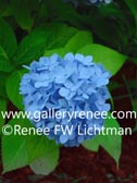 Blue Hydrangea Botanical Art